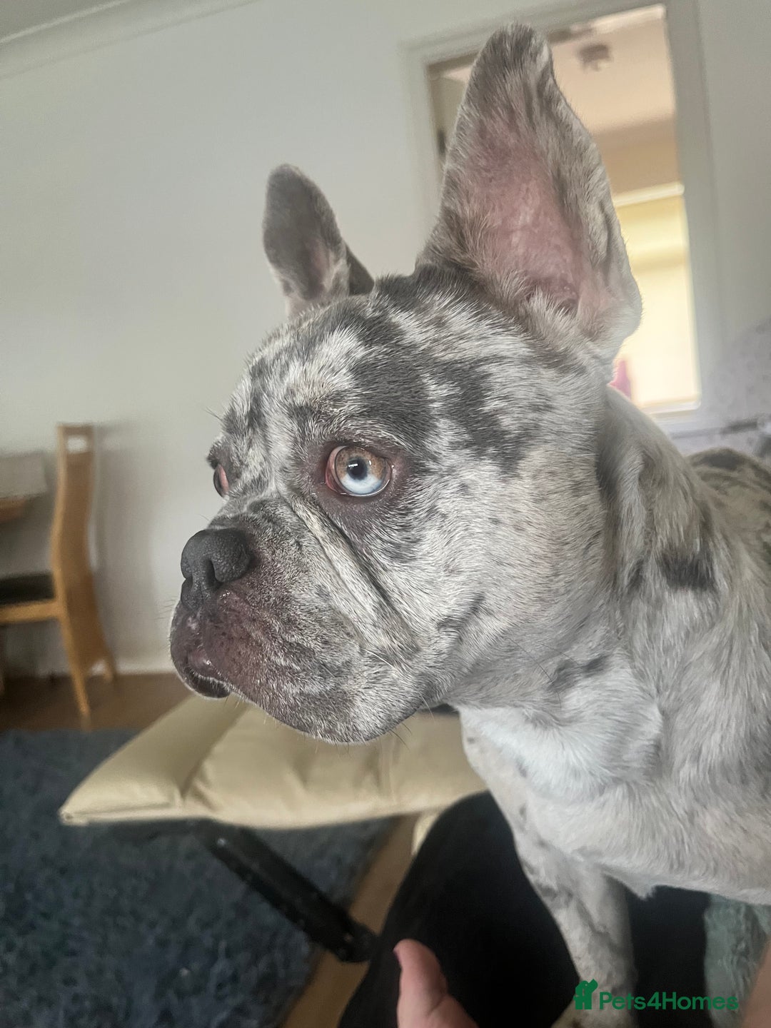French Bulldog dogs for stud: Rolo Boy ready for the ladies 😍 - Image 4