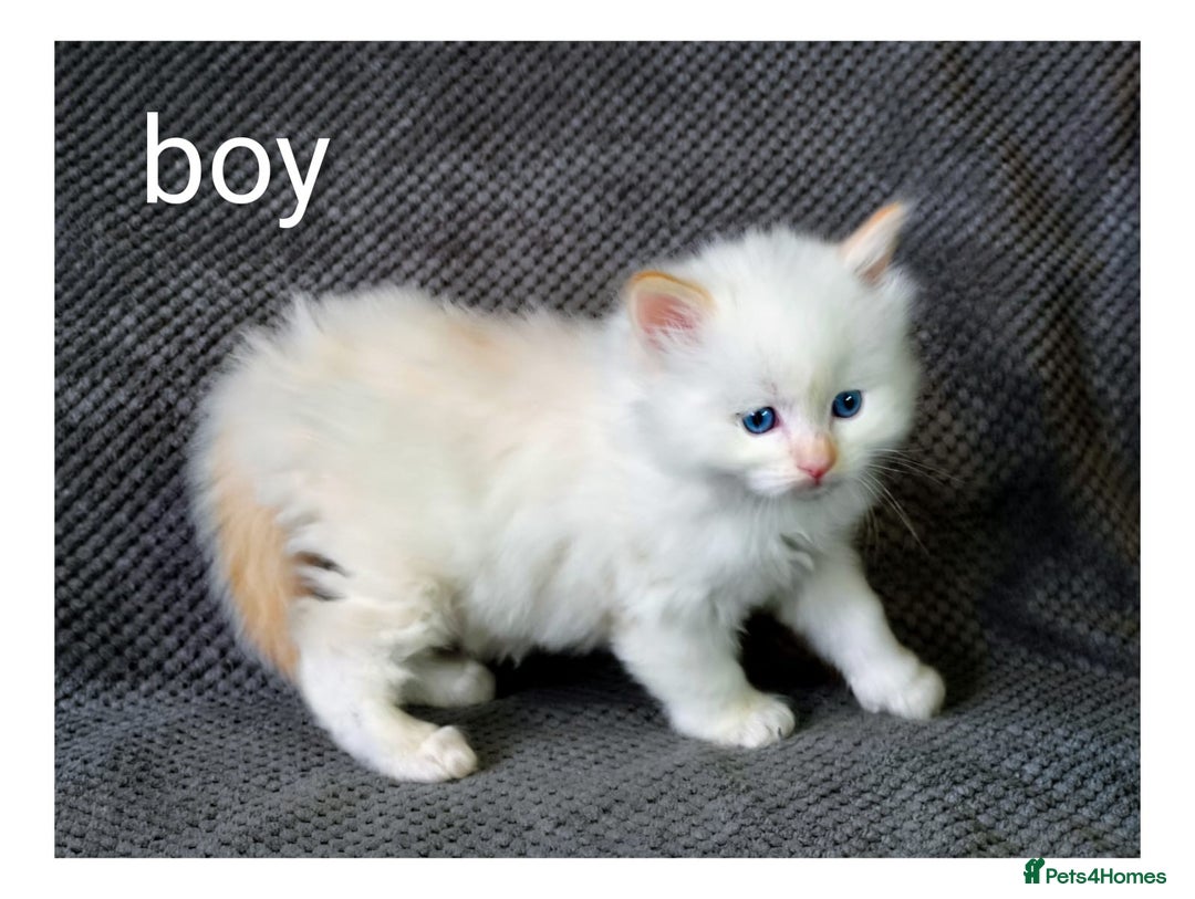 Ragdoll cats for sale: Ragdoll  - Advert 1