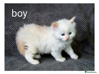 Ragdoll cats Ragdoll - Advert 6