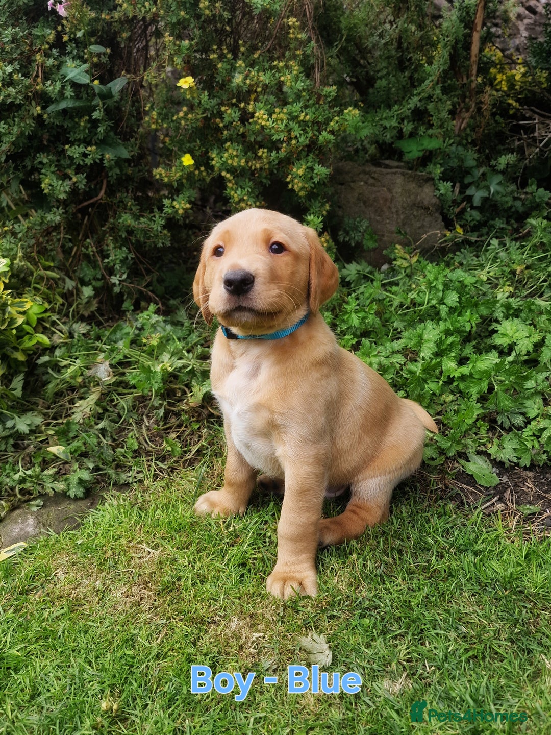 Mixed Breed dogs for sale: Labrador Cross Pups - Image 4
