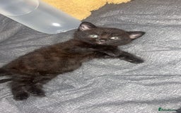 Mixed Breed cats for sale: 2 black male kittens ginger female  - Image 3