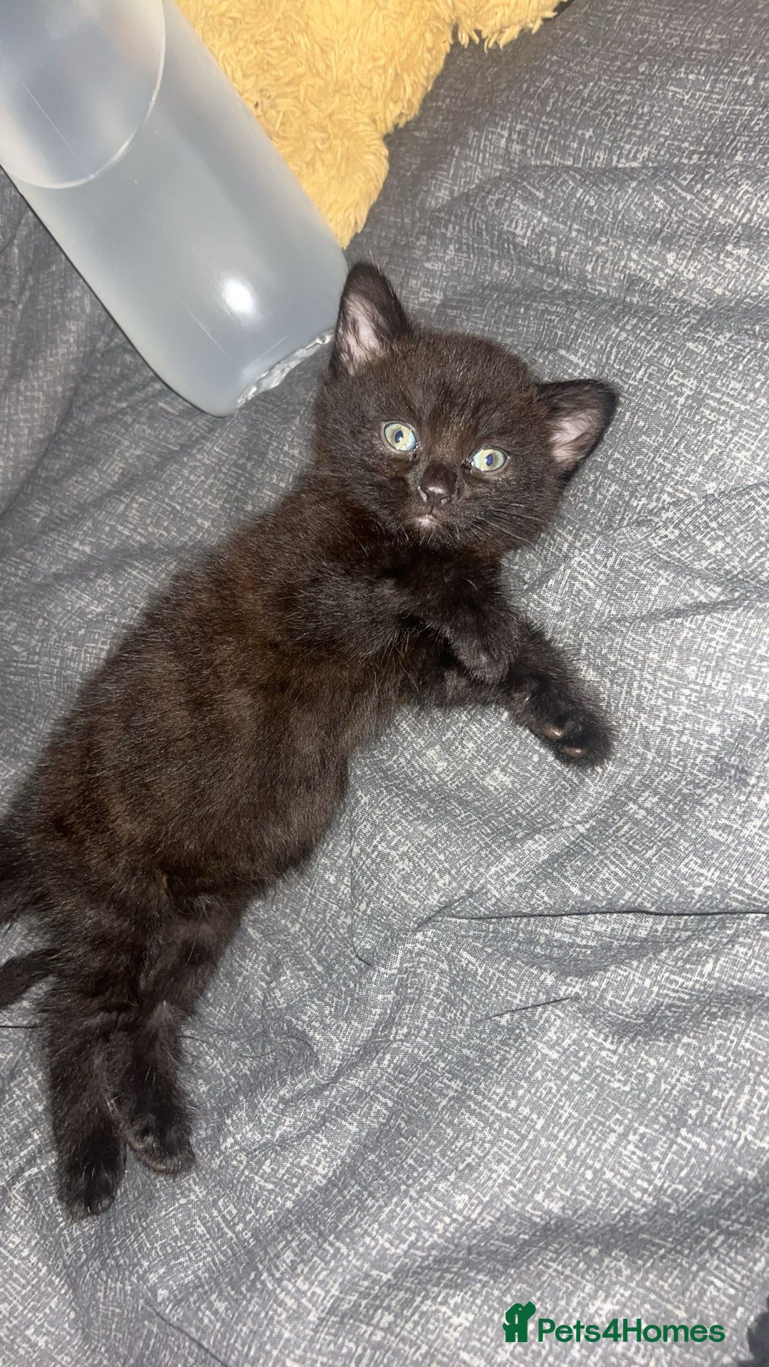 Mixed Breed cats for sale: 2 black male kittens ginger female  - Image 3