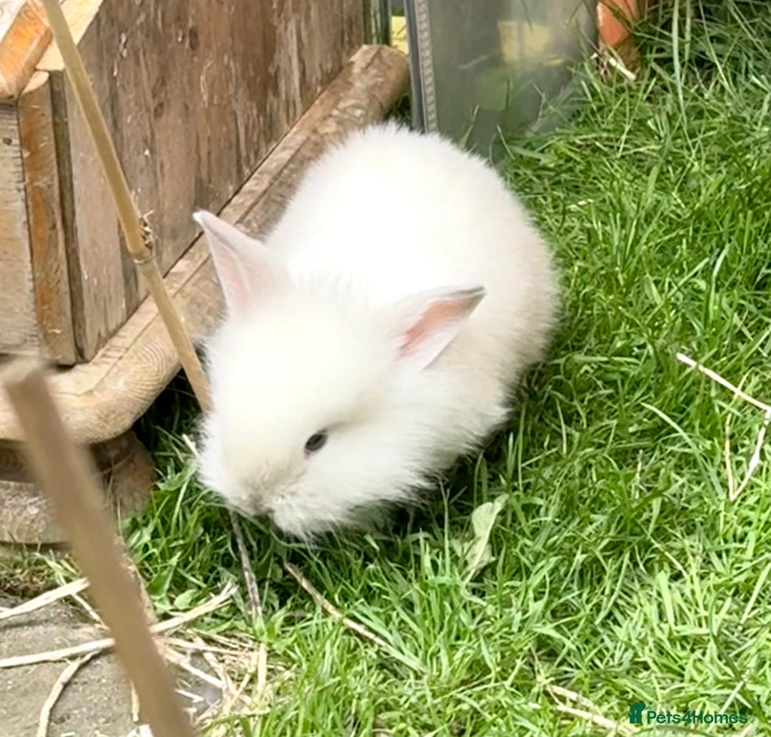 Lionhead rabbits for sale: Teddy Double & Single Lionhead Price starts at £35 - Image 10