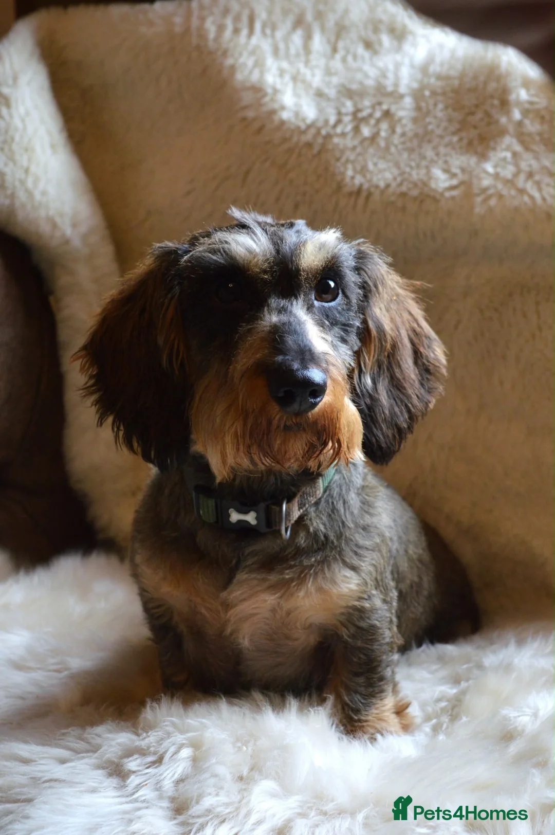 Miniature Dachshund dogs for stud: Wild boar Miniature wire hair stud dog  in Spalding - Advert 2