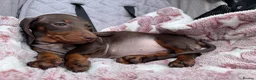 Miniature Dachshund dogs for sale: ❤️🐾 Adorable Miniature Dachshunds 🐾❤️ - Advert 3