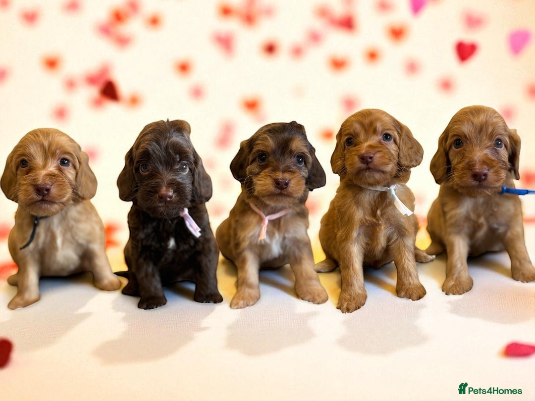 Cockapoo dogs for sale: WAITING LIST OPEN FOR SHOW SPANIELS AND COCKAPOOS - Advert 17