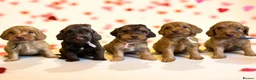 Cockapoo dogs for sale: 🐶THE MOST PERFECT DNA CLEAR MINI F1 COCKAPOOS🐶 - Advert 29