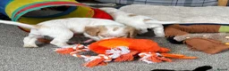 Cocker Spaniel dogs for sale: Stunning Orange roan boys - Advert 11