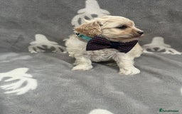 Maltipoo dogs for sale: 🤩 4 stunning male F1 Maltipoo 🤩 - Image 6