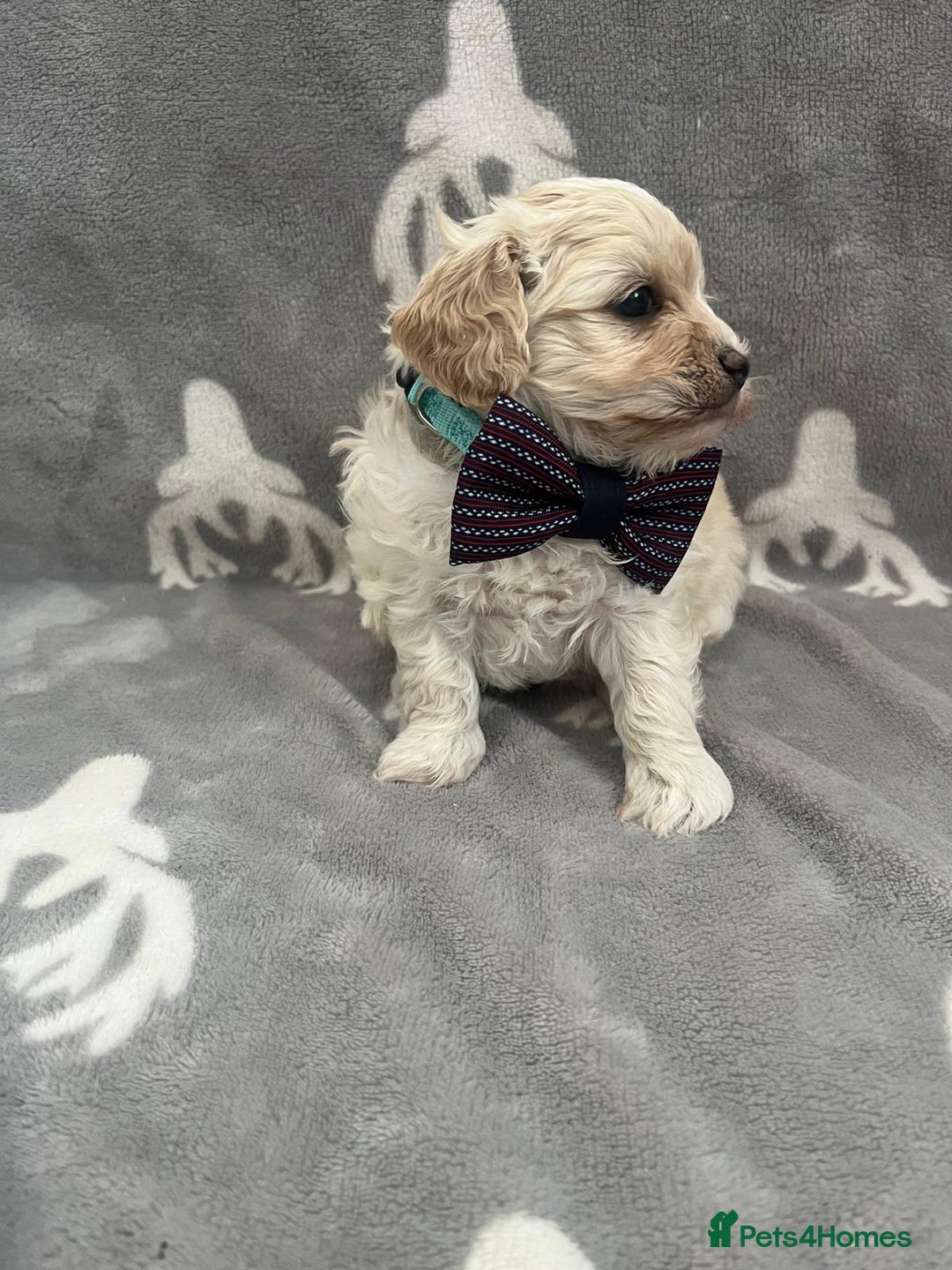 Maltipoo dogs for sale: 🤩 4 stunning male F1 Maltipoo 🤩 - Image 6