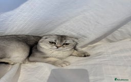 Scottish Fold cats for sale: Scottish Fold Kittens Ready for Permanent Homes ✨ - Image 9