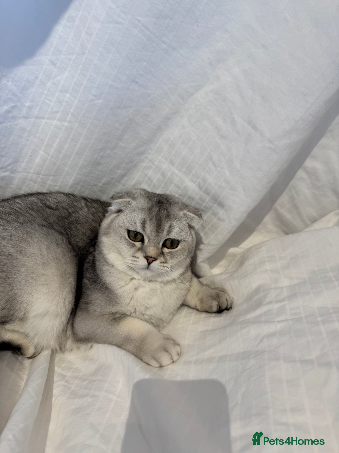 Scottish Fold cats for sale: Scottish Fold Kittens Ready for Permanent Homes ✨ - Image 9