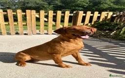 Labrador Retriever dogs for sale: Red Labrador pups  - Advert 4