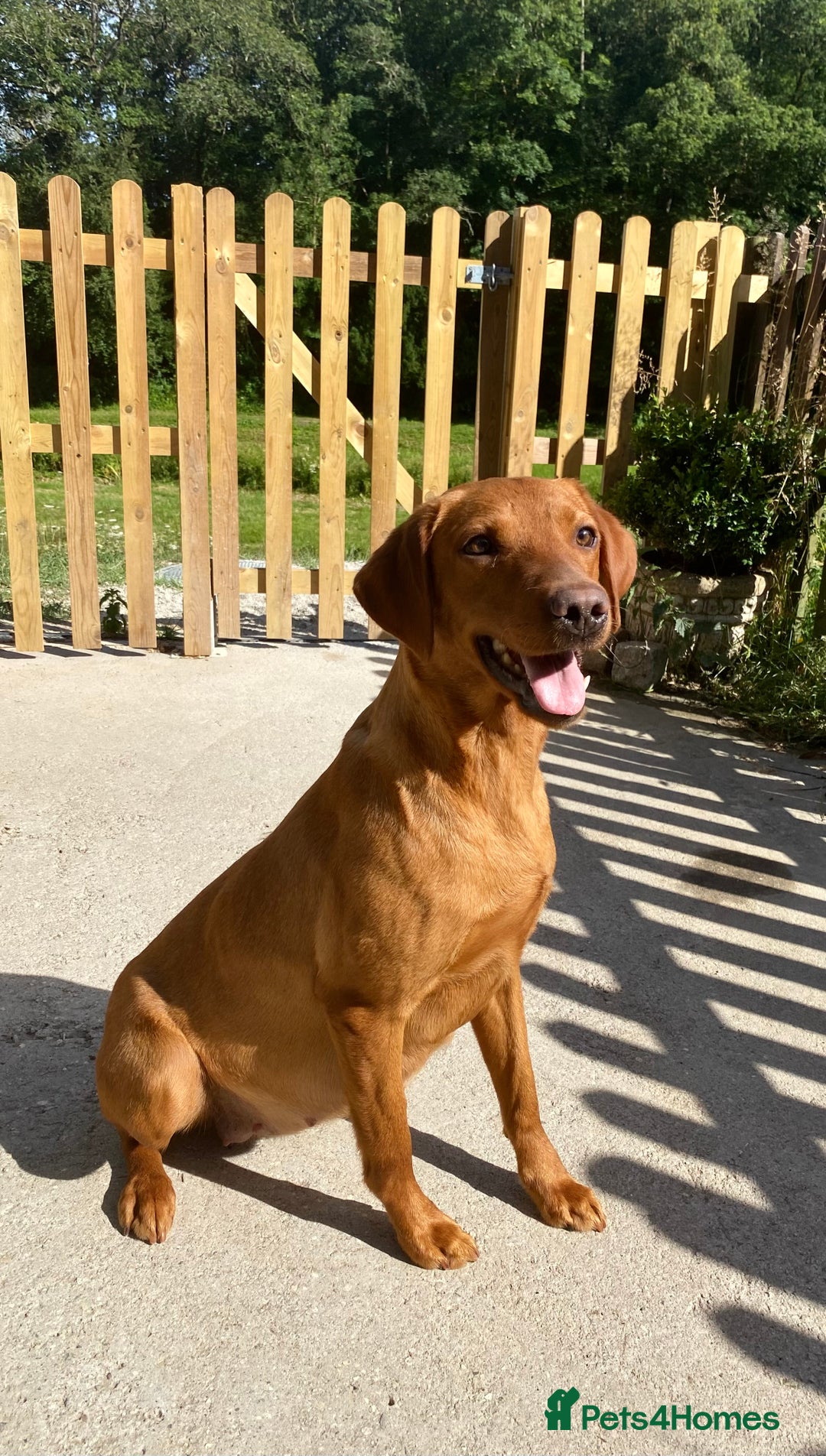 Labrador Retriever dogs for sale: Red Labrador pups  - Advert 4