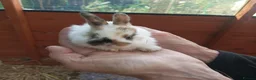 Mixed Breed rabbits for sale: 8  beautiful baby rabbits for sale in Blackburn - Advert 4