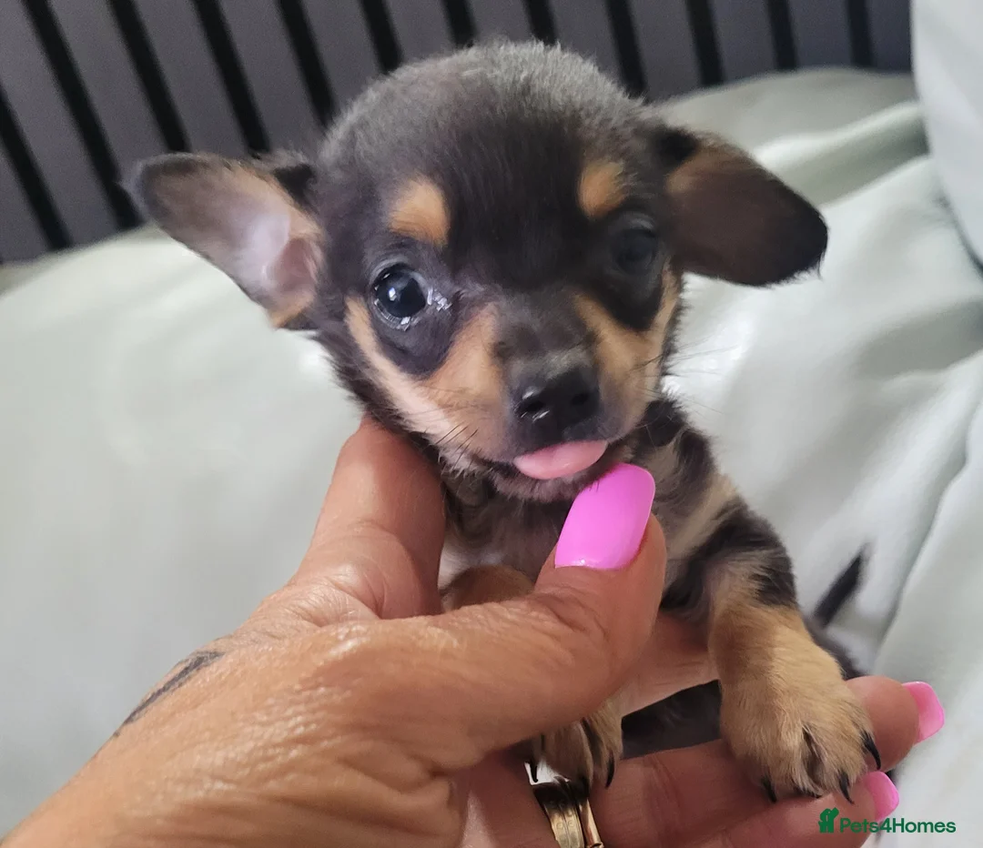 Chiweenie dogs for sale: Chiweenie reduced as last pup left  - Advert 2