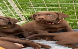 Labrador Retriever dogs for sale: KC SILVER/CHOCOLATE PEDIGREE LABRADOR PUPIES - Image 4
