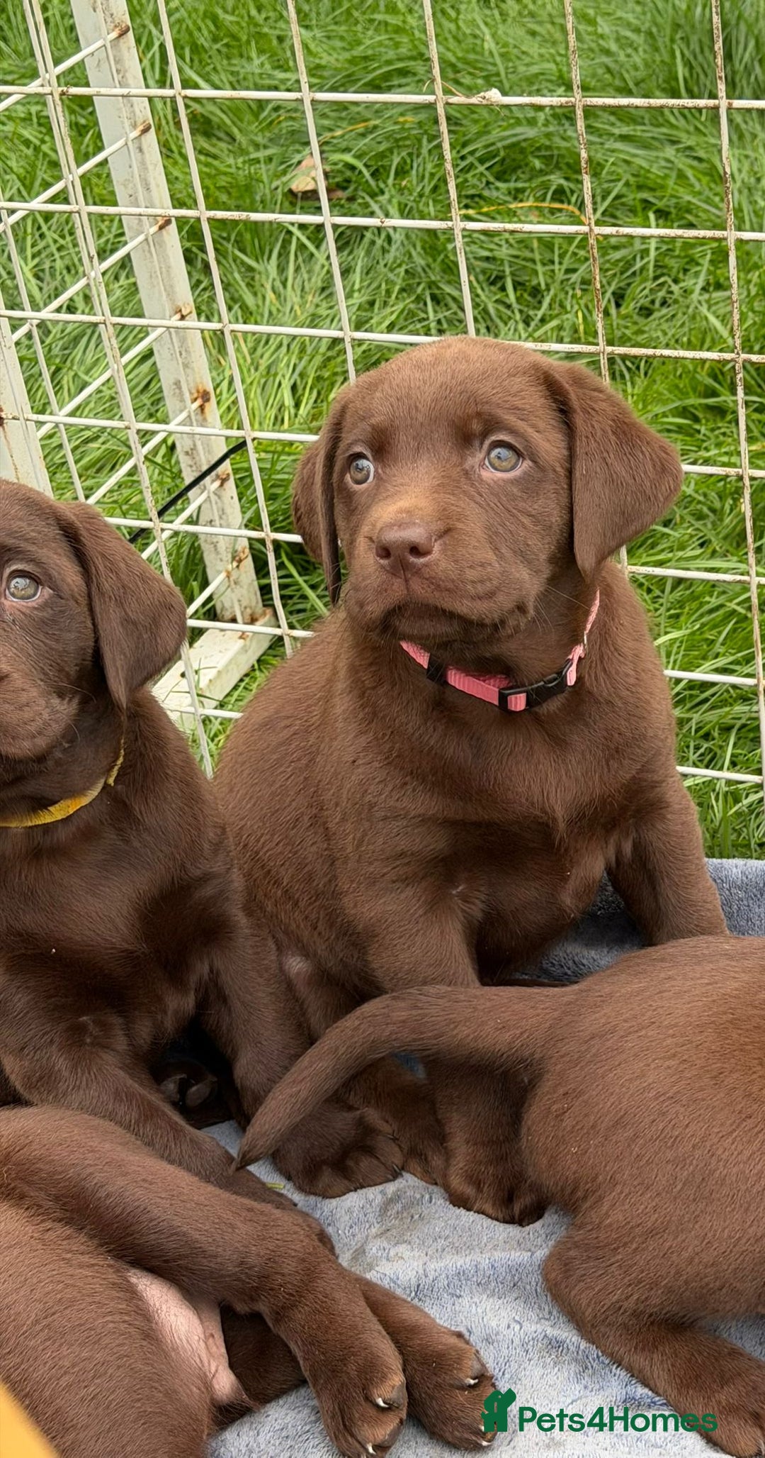 Labrador Retriever dogs for sale: KC SILVER/CHOCOLATE PEDIGREE LABRADOR PUPIES - Image 4