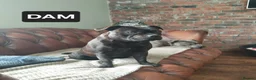 Staffordshire Bull Terrier dogs for sale: Champion stacked pedigree *Male pup *  - Advert 9