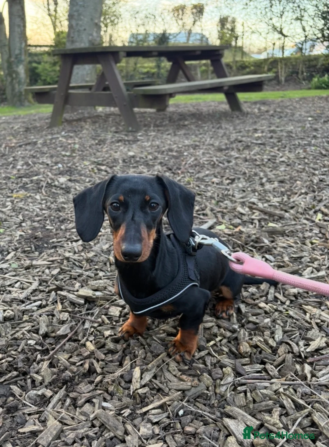 Miniature Dachshund dogs for sale: Miniature dachshund puppy for sale  - Advert 1
