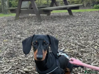 Miniature Dachshund dogs Miniature dachshund puppy for sale - Advert 1