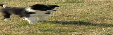 Border Collie 1