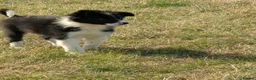 Border Collie dogs for sale: Paddy rough coated isds registered pup - Advert 2