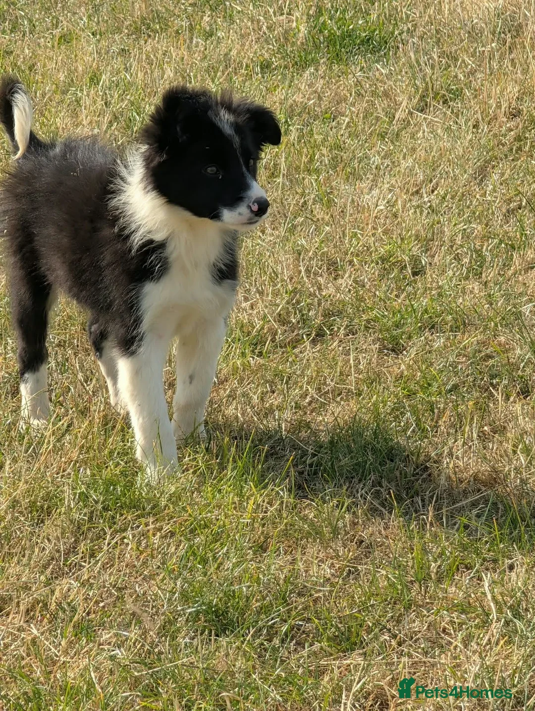 Border Collie dogs for sale: Paddy rough coated isds registered pup - Advert 2