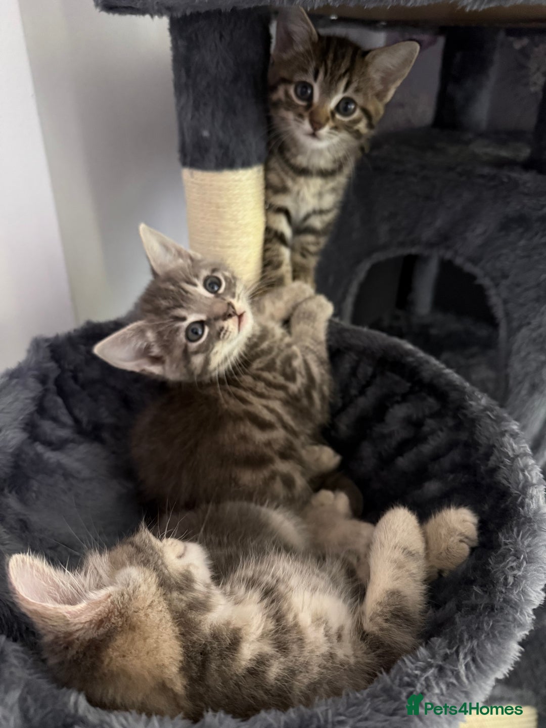 Mixed Breed cats for sale: 2 female kittens  - Image 6