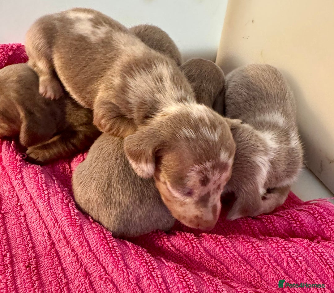 Miniature Dachshund dogs for sale: Miniature dachshunds  - Image 12