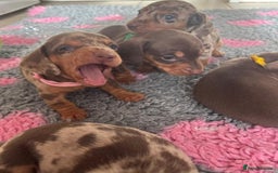 Miniature Dachshund dogs for sale: STUNNING MINIATURE DACHSHUND PUPPIES - Image 7