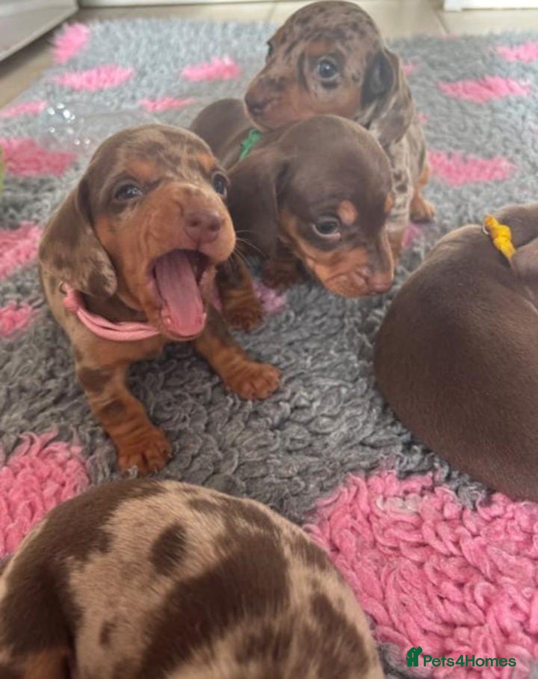 Miniature Dachshund dogs for sale: STUNNING MINIATURE DACHSHUND PUPPIES - Image 7