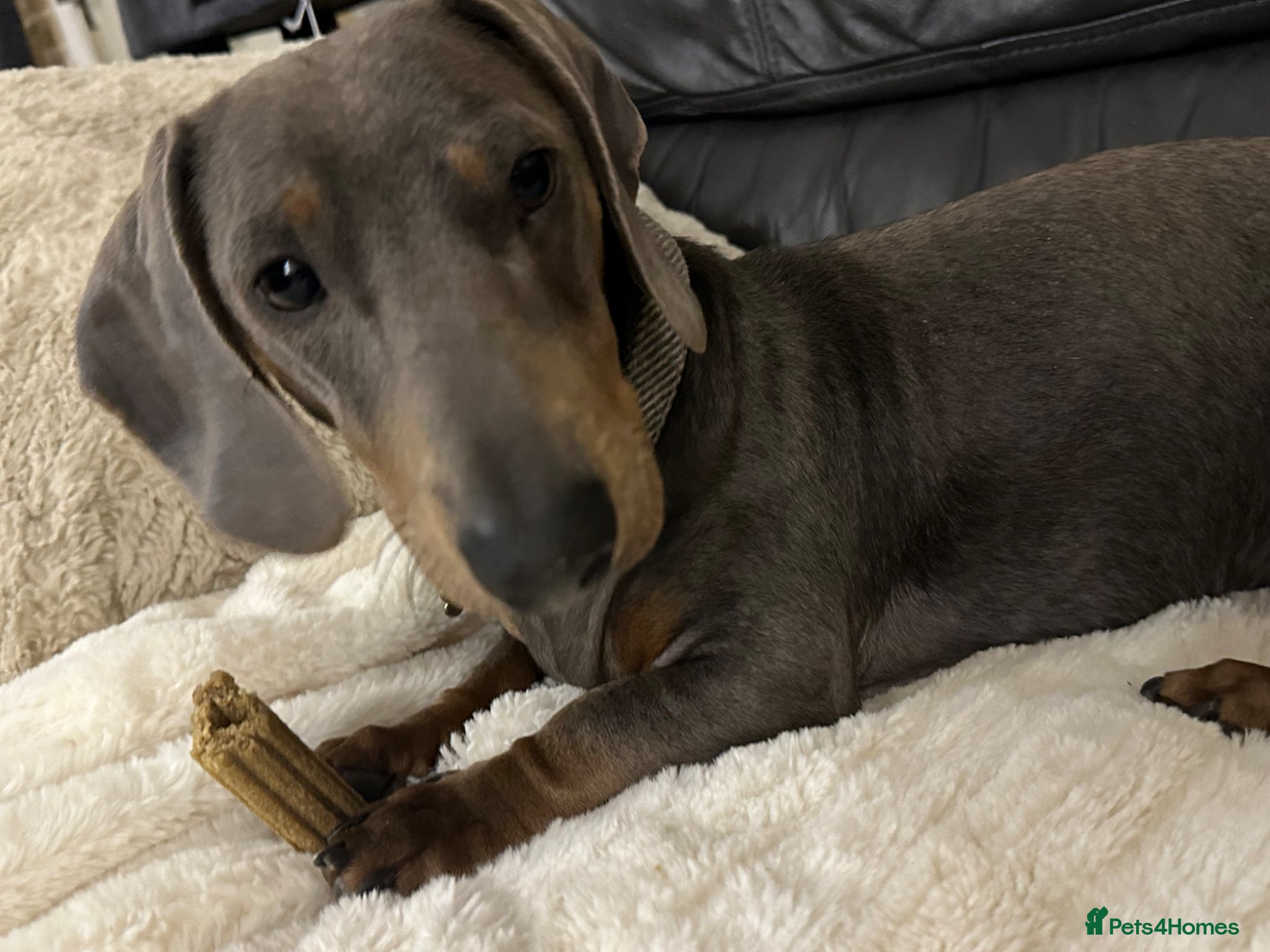 Miniature Dachshund dogs Male miniature dachshund - Advert 5