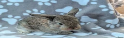 Mini Lop rabbits for sale: Mini Lop Rabbits - Advert 14