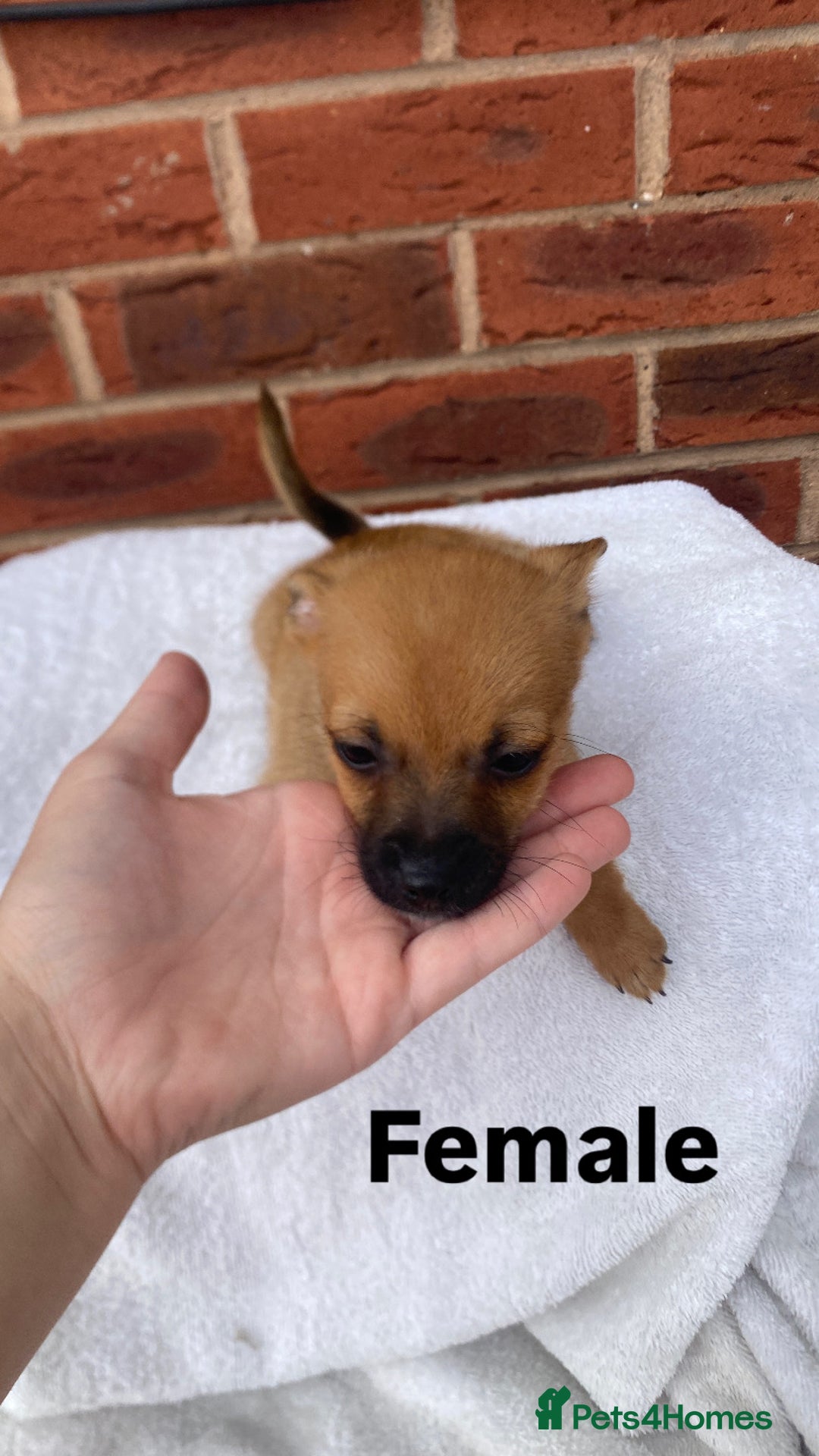 Mixed Breed dogs for sale: Jack Russel cross Pomeranian puppy’s  - Image 9