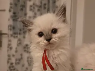 Ragdoll cats 🐾💙 GORGEOUS RAGDOLL KITTENS - Advert 5
