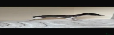 Whippet 6