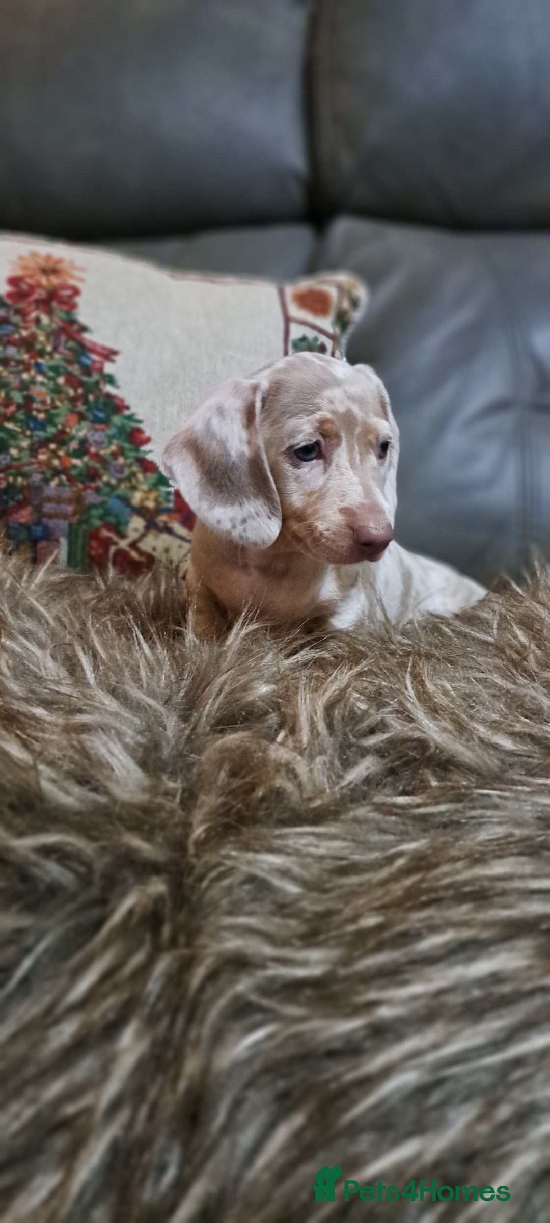 Miniature Dachshund dogs for sale: Miniature dachshund  - Advert 4