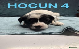 Mixed Breed dogs for sale: Collie x jack Russell  - Advert 6