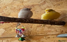 Finches birds for sale: Aviary birds various  - Image 4