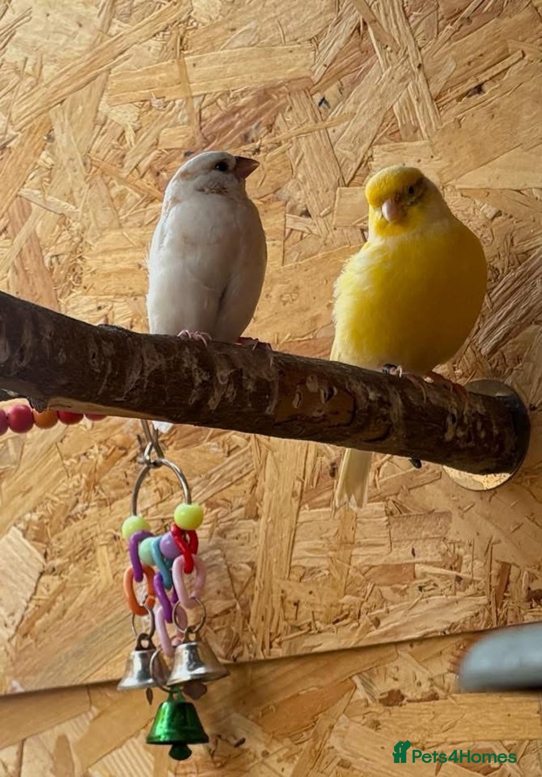 Finches birds for sale: Aviary birds various  - Image 4