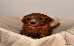 Cavapoochon dogs for sale: Cavapoochon Puppies - Ready 16 October - Image 2