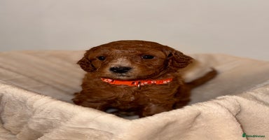 Cavapoochon dogs - Advert 7