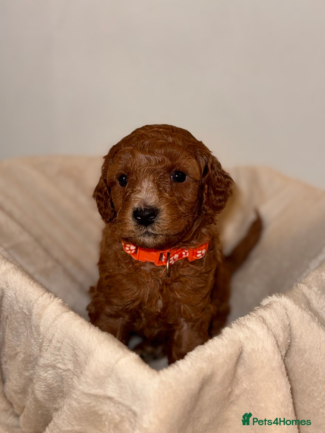 Cavapoochon dogs for sale: Cavapoochon Puppies - Ready 16 October - Image 2