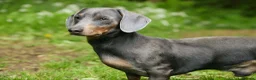 Dachshund dogs for stud: BILLY 🐶 STUD Available ( PROVEN ) - Advert 2