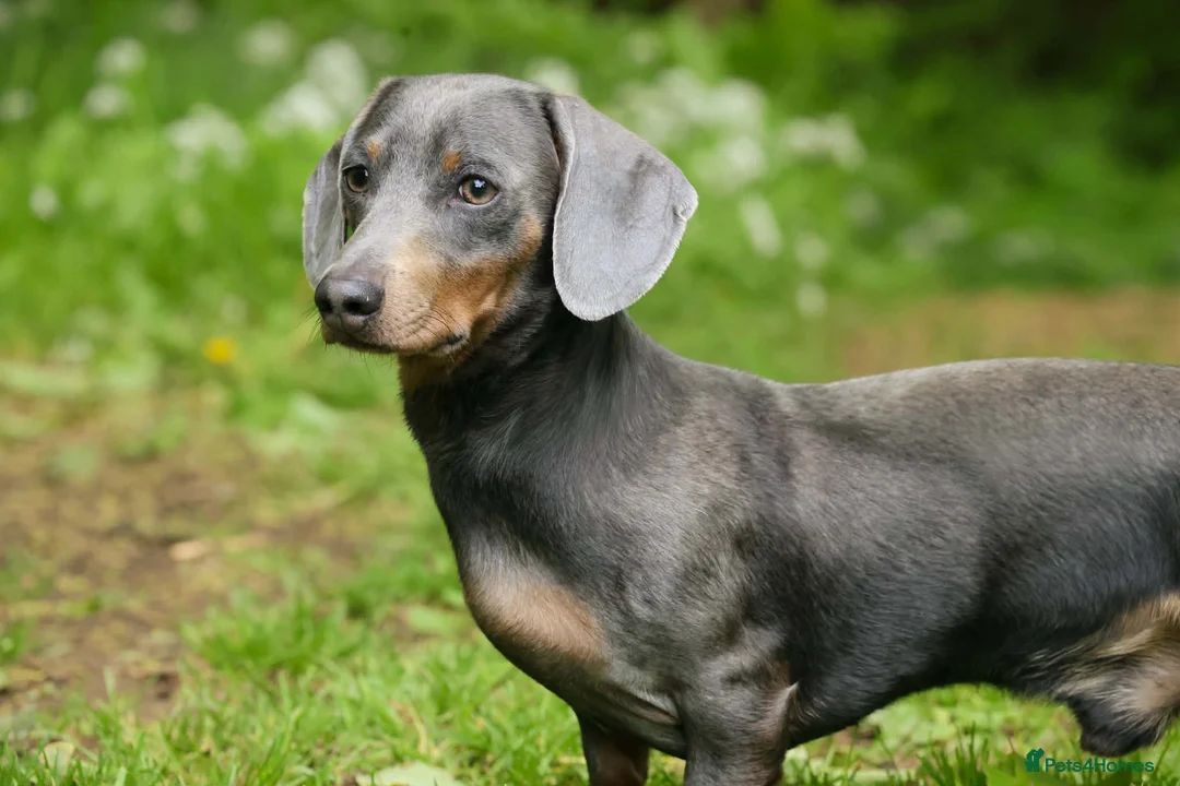 Dachshund dogs for stud: BILLY 🐶 STUD Available ( PROVEN ) - Advert 2