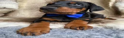 Dobermann dogs for sale: *KC REGISTERED* HEALTH TESTED DOBERMAN PUPPIES - Advert 34