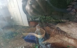 Corn Snake reptiles for sale: Beautiful corn snake for sale plus full setup. - Image 5