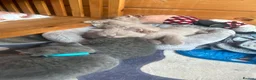 British Shorthair cats for sale: Selling british short hair kittens in Peterhead - Advert 7