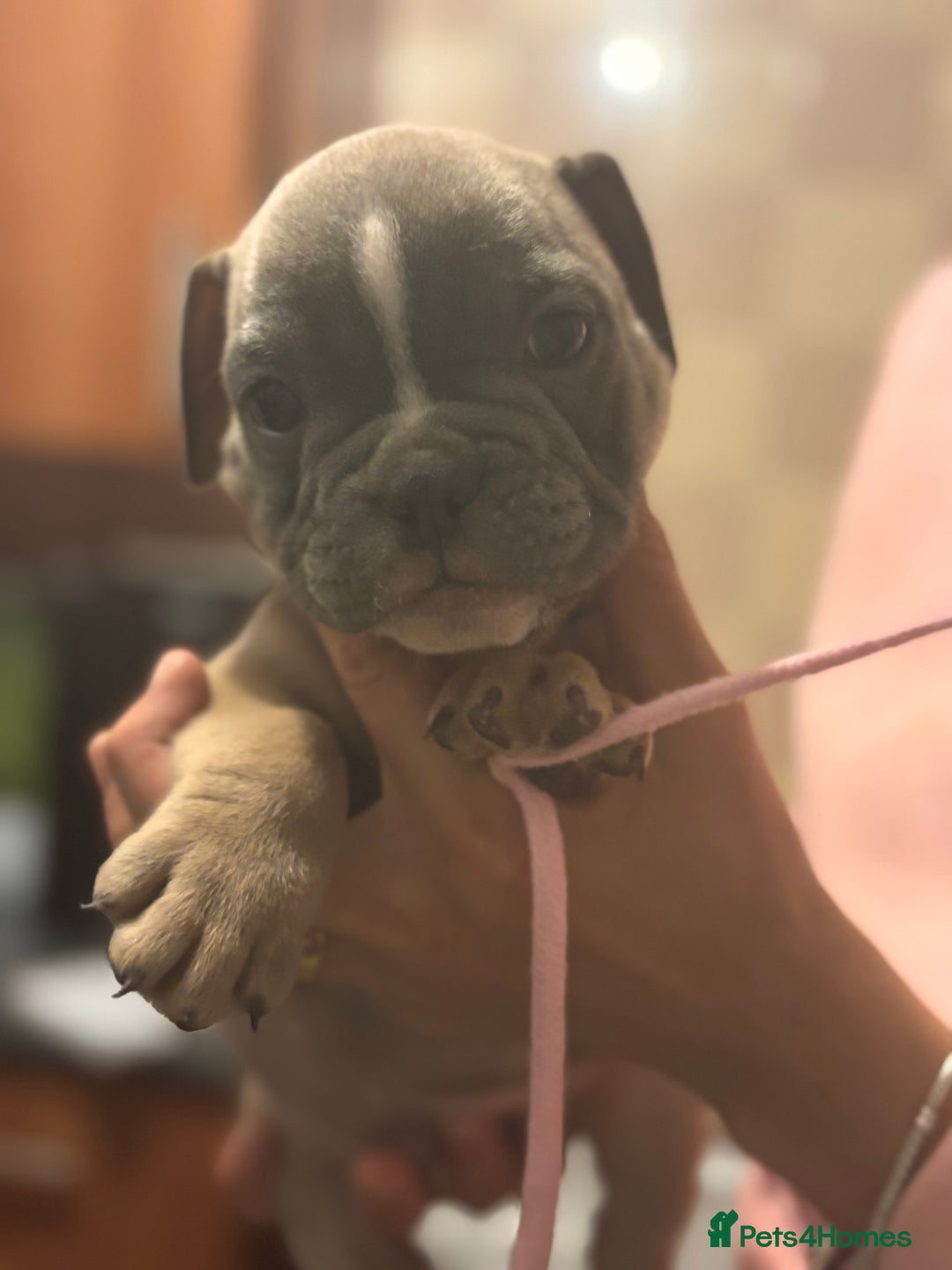 Mixed Breed dogs for sale: French bulldog x British bulldog  - Image 14
